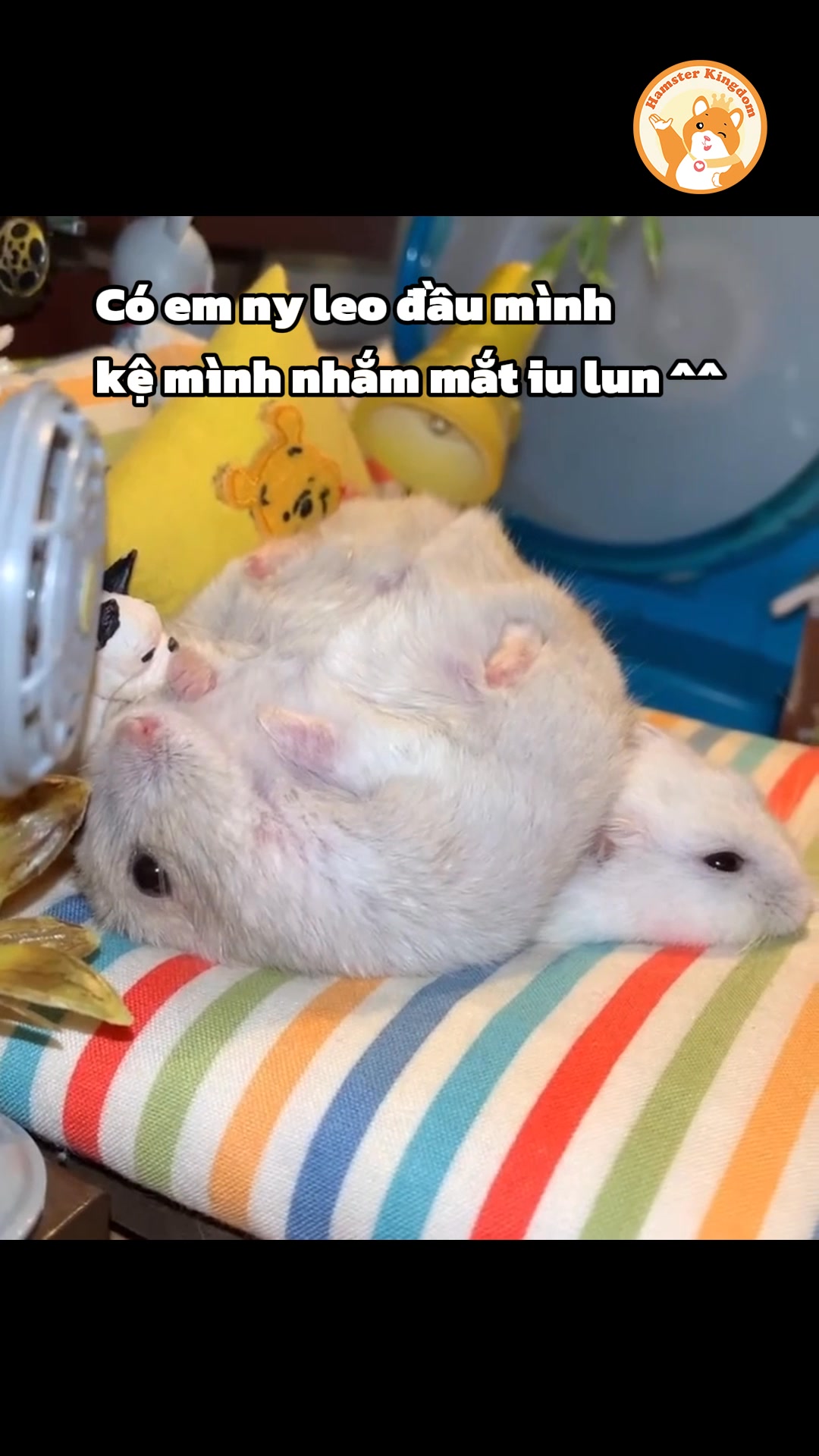 [🆕🇻🇳] Thuý Mini Kids- Chuyên quần áo cho bé QCCC 🧑‍🧒❤️️👶⭐️ Hàng orderSize 100-150Xem thêm nhiều mẫu hơn khách iu click link vào nhóm.Sỉ đủ ri ib____
𝘏𝘢̀𝘯𝘨 𝘰𝘳𝘥 𝘘𝘊 𝘵𝘳𝘢̉ 𝘩𝘢̀𝘯𝘨 𝘴𝘢𝘶 2-4 𝘵𝘶𝘢̂̀𝘯 𝘵𝘶̛̀ 𝘯 , shares-1✔️ , likes-0❤️️ , date-2025-09-04 03:05:49🇻🇳🇻🇳🇻🇳📰🆕