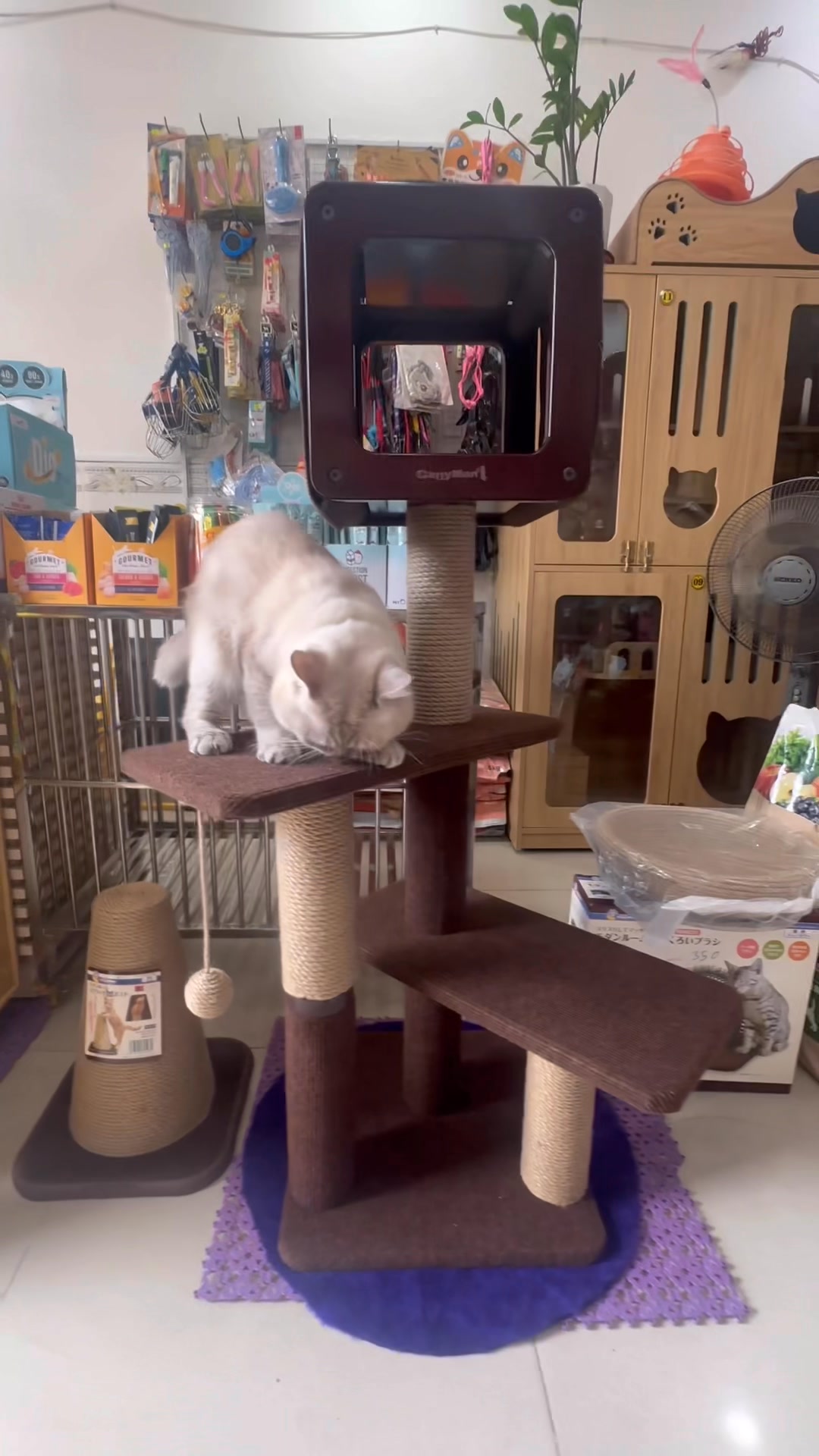 [🆕🇻🇳] Gạo Pet Shop 🐶🦜 Top1Pets 🐱🐠  , shares-0✔️ , likes-0❤️️ , date-2025-08-29 18:10:14🐶🐱🇻🇳🇻🇳🇻🇳📰🆕