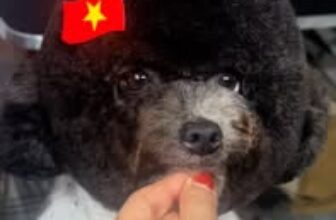 [🆕🇻🇳] Tiệm Thú Cưng Nhà Lúa – Hotel & Spa Cắt Tỉa Lông Thú Cưng Bình Dương 🐶🦜 Top1Pets 🐱🐠  , shares-0✔️ , likes-5❤️️ , date-2025-08-29 21:25:09🐶🐱🇻🇳🇻🇳🇻🇳📰🆕