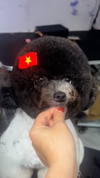 [🆕🇻🇳] Cobi Pet Hospital – Bệnh Viện Thú Y 🐶🦜 Top1Pets 🐱🐠  ĐẲNG CẤP CHĂM SÓC THÚ CƯNG – ƯU ĐÃI LUXURY THÁNG 9Tháng 9 này, COBI PET mang đến hàng loạt ưu đãi đẳng cấp dành riêng cho Boss:𝐒𝐏𝐄𝐂𝐈𝐀𝐋 𝐂𝐎𝐌𝐁𝐎: Vacci , shares-0✔️ , likes-5❤️️ , date-2025-08-29 22:01:18🐶🐱🇻🇳🇻🇳🇻🇳📰🆕