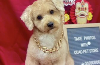 [🆕🇻🇳] Quạo pet store – pet shop and spa, grooming 🐶🦜 Top1Pets 🐱🐠  “Đi spa 1 buổi, về thơm mấy ngày”
Ảnh đẹp –  Boss thơm –  Snack freeQuạo pet store – pet grooming, spa
“Mua là có quà  – Nâng niu thú cưng như chính b , shares-0✔️ , likes-2❤️️ , date-2025-08-29 19:44:53🐶🐱🇻🇳🇻🇳🇻🇳📰🆕