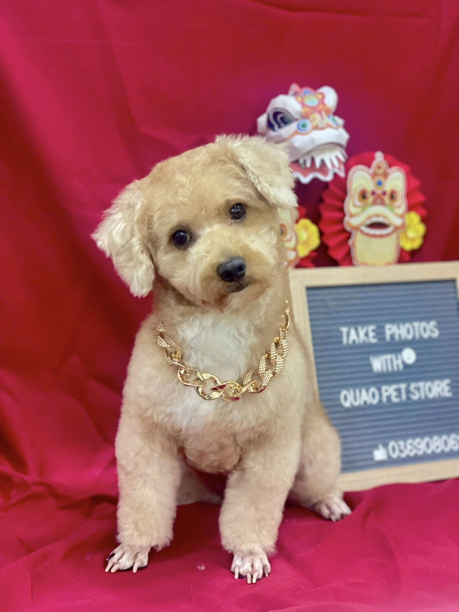 [🆕🇻🇳] Quạo pet store – pet shop and spa, grooming 🐶🦜 Top1Pets 🐱🐠  “Đi spa 1 buổi, về thơm mấy ngày”
Ảnh đẹp –  Boss thơm –  Snack freeQuạo pet store – pet grooming, spa
“Mua là có quà  – Nâng niu thú cưng như chính b , shares-0✔️ , likes-2❤️️ , date-2025-08-29 19:44:53🐶🐱🇻🇳🇻🇳🇻🇳📰🆕