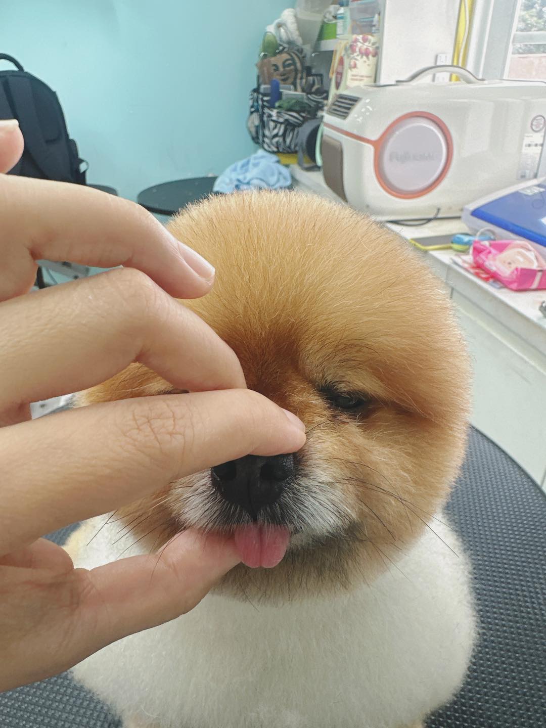 [🆕🇻🇳] MiMi Pet Spa Đà Lạt 🐶🦜 Top1Pets 🐱🐠 Lêu lêu…. Chị thấy em dễ xương hăm … lêu lêuMiMiPetSpa Đà Lạt
Địa chỉ: 272/4 Bùi Thị Xuân, p2 ( hẻm cf Trang 1 đối diện trường  , shares-0✔️ , likes-7❤️️ , date-2025-08-30 21:03:34🐶🐱🇻🇳🇻🇳🇻🇳📰🆕