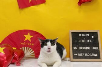 [🆕🇻🇳] U Mê Pet Shop – Dịch Vụ SPA & HOTEL Cao Cấp Quận 11 🐶🦜 Top1Pets 🐱🐠 Tự nhiên chị đơ cái mặt chị ra luôn
—————————————-
U MÊ PET – Spa & Hotel
Zalo: 0357 350 350
Địa chỉ: 257/10 Tạ Uyên, P.7 Q.11 TP.HCM
Giờ mở cửa: 9:00 , shares-0✔️ , likes-4❤️️ , date-2025-08-27 01:35:25🐶🐱🇻🇳🇻🇳🇻🇳📰🆕