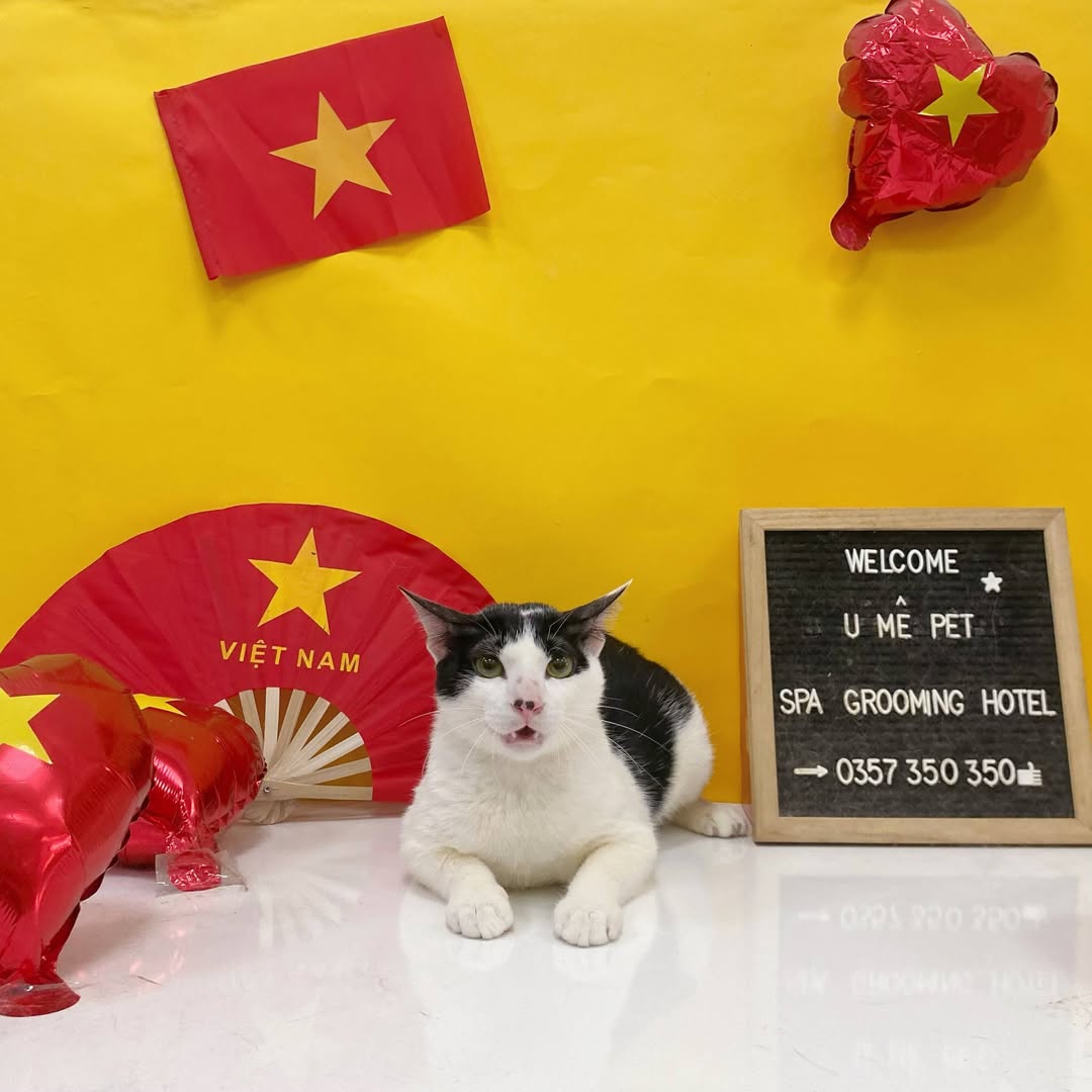 [🆕🇻🇳] U Mê Pet Shop – Dịch Vụ SPA & HOTEL Cao Cấp Quận 11 🐶🦜 Top1Pets 🐱🐠 Tự nhiên chị đơ cái mặt chị ra luôn
—————————————-
U MÊ PET – Spa & Hotel
Zalo: 0357 350 350
Địa chỉ: 257/10 Tạ Uyên, P.7 Q.11 TP.HCM
Giờ mở cửa: 9:00 , shares-0✔️ , likes-4❤️️ , date-2025-08-27 01:35:25🐶🐱🇻🇳🇻🇳🇻🇳📰🆕