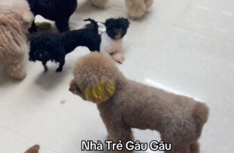 [🆕🇻🇳] Gạo Pet House 🐶🦜 Top1Pets 🐱🐠  , shares-0✔️ , likes-0❤️️ , date-🐶🐱🇻🇳🇻🇳🇻🇳📰🆕