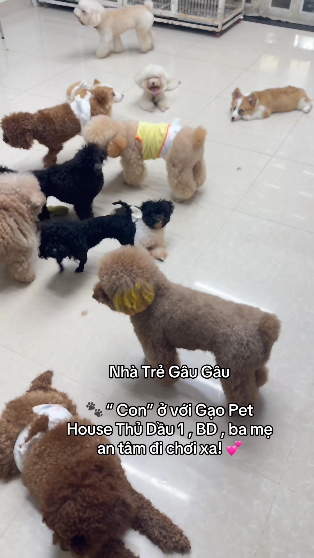 [🆕🇻🇳] Gạo Pet House 🐶🦜 Top1Pets 🐱🐠  , shares-0✔️ , likes-0❤️️ , date-🐶🐱🇻🇳🇻🇳🇻🇳📰🆕