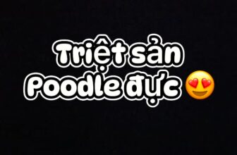 [🆕🇻🇳] Phòng Khám Thú Y Thuận Phát Vet 🐶🦜 Top1Pets 🐱🐠 Bé cún triệt sản đực tại phòng khám thú y thuận phát vet
486 tô ký, phường tân chánh hiệp, quận 12
0836-864-585
#trietsanchomeo,#thuanphatvet, #tiemphongch , shares-0✔️ , likes-2❤️️ , date-2025-08-28 19:18:00🐶🐱🇻🇳🇻🇳🇻🇳📰🆕