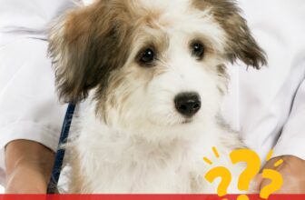 [🆕🇻🇳] Phòng Khám Thú Y Tên Lửa  (Veterinary Clinic Rocket) 🐶🦜 Top1Pets 🐱🐠 Bạn là người hiểu boss nhất? Chắc chắn. Nhưng với vấn đề sức khỏe, hãy tin tưởng vào khoa học Thú Y và những con số biết nói.
Bởi vì bản năng che giấu bệnh , shares-1✔️ , likes-40❤️️ , date-2025-08-28 19:28:59🐶🐱🇻🇳🇻🇳🇻🇳📰🆕