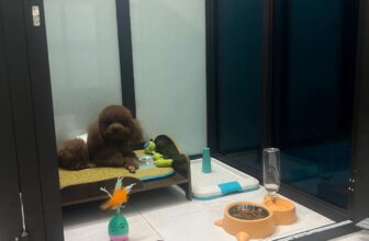 [🆕🇻🇳] KIKI PET 🐶🦜 Top1Pets 🐱🐠 Sẵn sàng phòng ốc! để chào đón các bé dịp nghỉ Đại lễ 2-9  ba mẹ nhé!!!
, shares-0✔️ , likes-5❤️️ , date-2025-08-29 16:44:59🐶🐱🇻🇳🇻🇳🇻🇳📰🆕