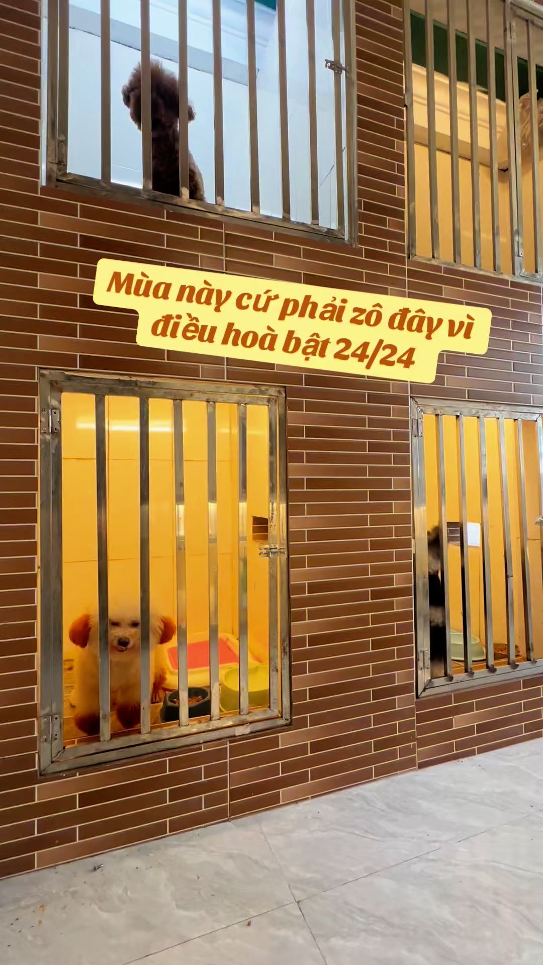 [🆕🇻🇳] Times Pet – Chuyên bán thức ăn, phụ kiện chó mèo 🐶🦜 Top1Pets 🐱🐠  , shares-0✔️ , likes-0❤️️ , date-🐶🐱🇻🇳🇻🇳🇻🇳📰🆕