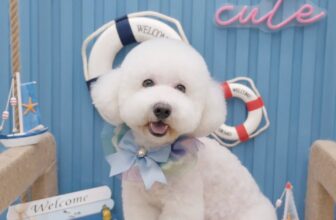 [🆕🇻🇳] Petopia play&care 🐶🦜 Top1Pets 🐱🐠 Thổi chút gió biển và hương soda chanh mát cho bộ ảnh thơ thơ của mấy bạn nhỏ nhà Petopia.
Trải nghiệm gói grooming 11 bước với sữa tắm cao cấp Hyponic –  , shares-0✔️ , likes-11❤️️ , date-2025-08-30 03:17:16🐶🐱🇻🇳🇻🇳🇻🇳📰🆕