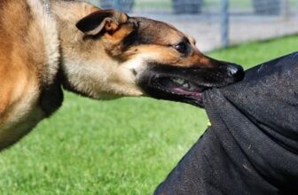 [🆕🇻🇳] Phòng Khám Thú Y 1A Thị Xã Quảng Trị 🐶🦜 Top1Pets 🐱🐠 VẾT CẮN NHỎ – HẬU QUẢ LỚN
Đừng để một phút lơ là trở thành nỗi ân hận suốt đời.
Bệnh dại có thể lây từ thú cưng sang người qua vết cắn, vết liếm lên da trầ , shares-0✔️ , likes-0❤️️ , date-2025-08-30 22:00:32🐶🐱🇻🇳🇻🇳🇻🇳📰🆕