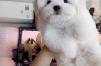 [🆕🇻🇳] YORSI – Pet Grooming 🐶🦜 Top1Pets 🐱🐠  , shares-0✔️ , likes-0❤️️ , date-🐶🐱🇻🇳🇻🇳🇻🇳📰🆕