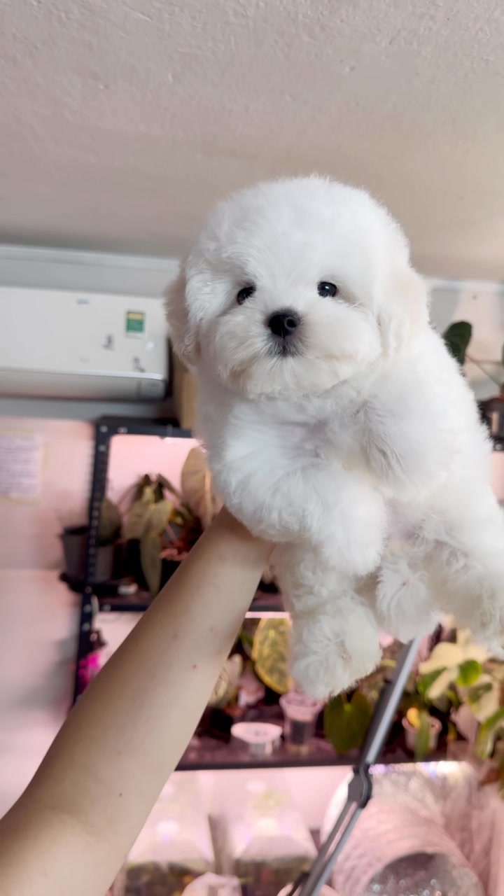 [🆕🇻🇳] YORSI – Pet Grooming 🐶🦜 Top1Pets 🐱🐠  , shares-0✔️ , likes-0❤️️ , date-🐶🐱🇻🇳🇻🇳🇻🇳📰🆕