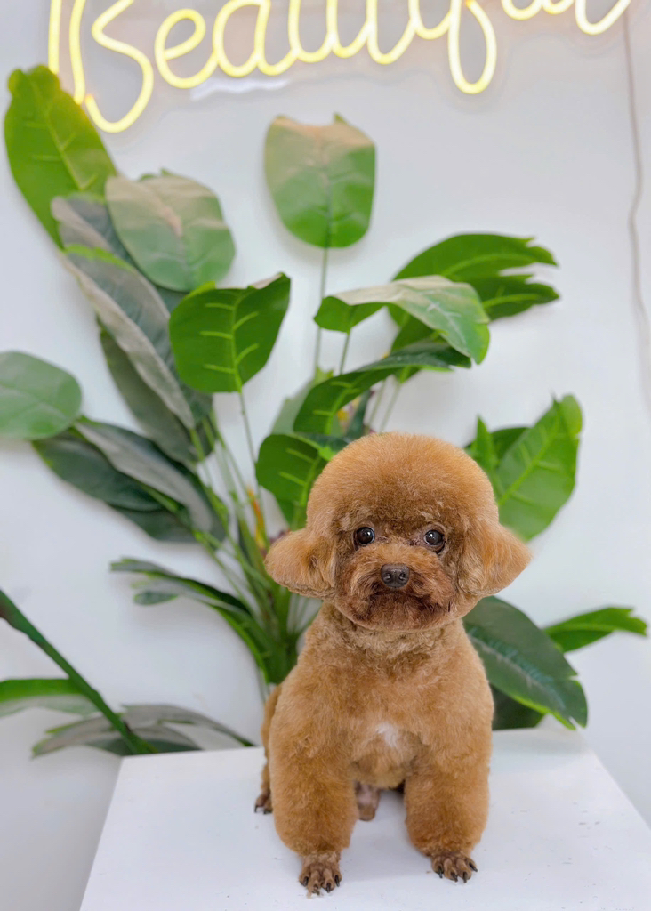 [🆕🇻🇳] DORIS Grooming –  PET SALON – Dịch vụ thú cưng 🐶🦜 Top1Pets 🐱🐠 Học viên lớp C trả bài cắt mặt Hàn cho các bé tai không xô nhiều ( đôi tai nằm ngang)Để đáp ứng nhu cầu thị trường, ngay từ lớp C Doris đã cải tiến giáo , shares-0✔️ , likes-1❤️️ , date-2025-09-10 16:01:47🐶🐱🇻🇳🇻🇳🇻🇳📰🆕