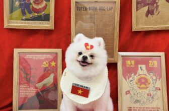 [🆕🇻🇳] Mymy Pet House – Tiệm Làm Đẹp Thú Cưng. 162 Nguyễn Huy Tưởng 🐶🦜 Top1Pets 🐱🐠 Hà Nội mùa thu, cây cơm nguội vàng, cây bàng lá đỏ. Mùa thu của lịch sử, của hy vọng và của tình yêu.
, shares-0✔️ , likes-0❤️️ , date-2025-09-02 20:28:53🐶🐱🇻🇳🇻🇳🇻🇳📰🆕