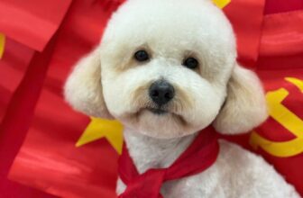 [🆕🇻🇳] LanLan Pet – Hà Nội 🐶🦜 Top1Pets 🐱🐠  Gửi cả nhà chút năng lượng dễ thương
———————————
Chi nhánh Hà Nội:
Cơ sở 1: 52B Hàng Bún, Ba Đình, Hà Nội
Cơ sở 2: Biệt Thự Số 38, Dãy B, Lô N.09, Khu , shares-0✔️ , likes-4❤️️ , date-2025-09-03 18:30:07🐶🐱🇻🇳🇻🇳🇻🇳📰🆕