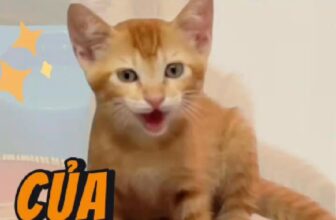 [🆕🇻🇳] Alpha Pet Vietnam – Vật phẩm dành cho thú cưng 🐶🦜 Top1Pets 🐱🐠 Th\u1ee9 hai ro\u00e0i, \u0103n pate thui \ud83e\udd90\u2764\ufe0f\u200d\ud83d\udd25 \u00a9\ufe0fLoki v\u00e0 Luna #lokivaluna #alphapetvietnam”},”id”:”Uzp , shares-0✔️ , likes-127❤️️ , date-2025-09-02 02:16:01🐶🐱🇻🇳🇻🇳🇻🇳📰🆕