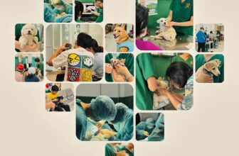 [🆕🇻🇳] Bệnh Viện Thú Y Pet Joy Hồ Chí Minh 🐶🦜 Top1Pets 🐱🐠  Trong niềm hân hoan kỷ niệm 80 năm Quốc khánh 2/9, chi phí dịch vụ tại Pet Joy vẫn được giữ nguyên như ngày thường – không phát sinh phụ thu. Chúng tôi mo , shares-0✔️ , likes-0❤️️ , date-2025-09-01 22:16:58🐶🐱🇻🇳🇻🇳🇻🇳📰🆕