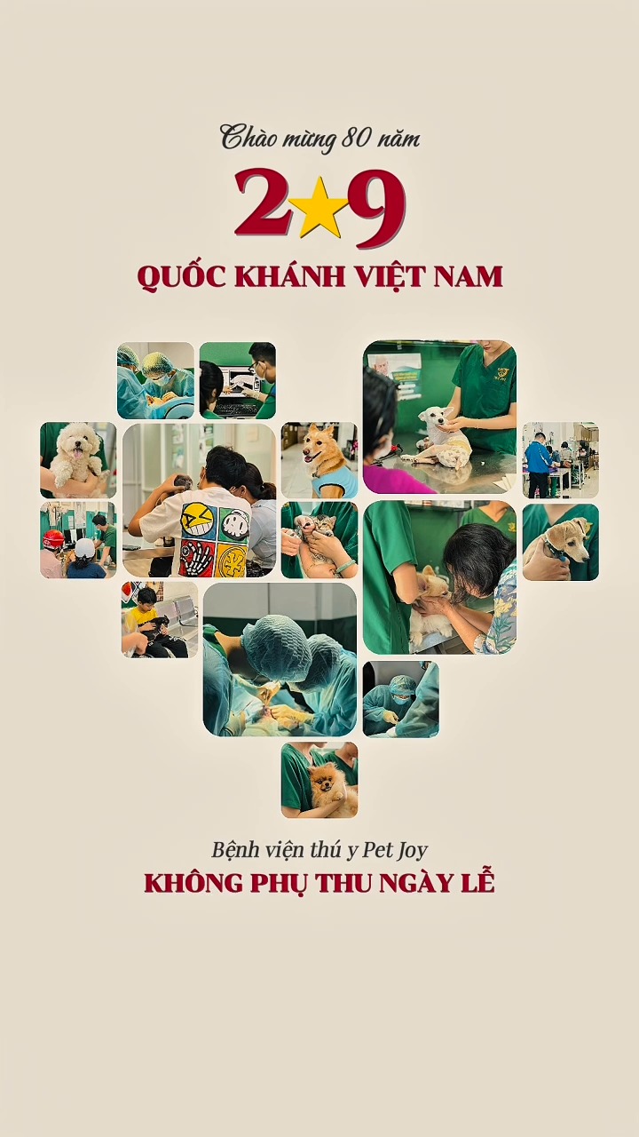 [🆕🇻🇳] Bệnh Viện Thú Y Pet Joy Hồ Chí Minh 🐶🦜 Top1Pets 🐱🐠  Trong niềm hân hoan kỷ niệm 80 năm Quốc khánh 2/9, chi phí dịch vụ tại Pet Joy vẫn được giữ nguyên như ngày thường – không phát sinh phụ thu. Chúng tôi mo , shares-0✔️ , likes-0❤️️ , date-2025-09-01 22:16:58🐶🐱🇻🇳🇻🇳🇻🇳📰🆕