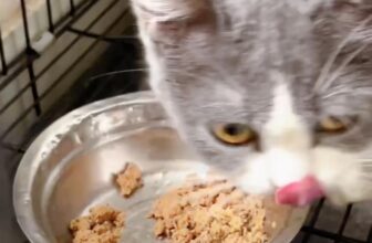 [🆕🇻🇳] PATE TƯƠI KIM PET 🐶🦜 Top1Pets 🐱🐠 Ăn như mèoĐó là câu nói dành cho thức ăn bình thường thôi.
Riêng
#Patetuoikimpet thì các bé quên câu đó rồi!
Không có khái niệm ăn từ tốn nhẹ nhàng nữa nhe , shares-0✔️ , likes-0❤️️ , date-2025-09-02 18:25:11🐶🐱🇻🇳🇻🇳🇻🇳📰🆕