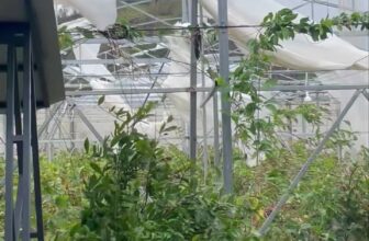 [🆕🇻🇳] Bigsize HT 👕 Top1Fashion 👗  Anh  5 vừa qua anh 6 lại hỏi thăm!!! , shares-0✔️ , likes-0❤️️ , date-2025-08-30 22:47:19🇻🇳🇻🇳🇻🇳📰🆕