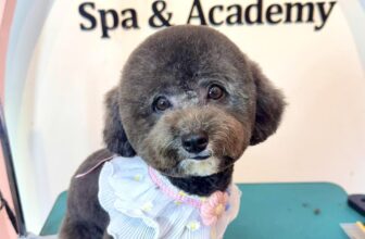 [🆕🇻🇳] Alo Pet – Mỹ Tho 🐶🦜 Top1Pets 🐱🐠 Chụp ngẫu hứng
Nhưng nội dung chất lượng !!!, shares-0✔️ , likes-4❤️️ , date-2025-08-31 03:19:39🐶🐱🇻🇳🇻🇳🇻🇳📰🆕