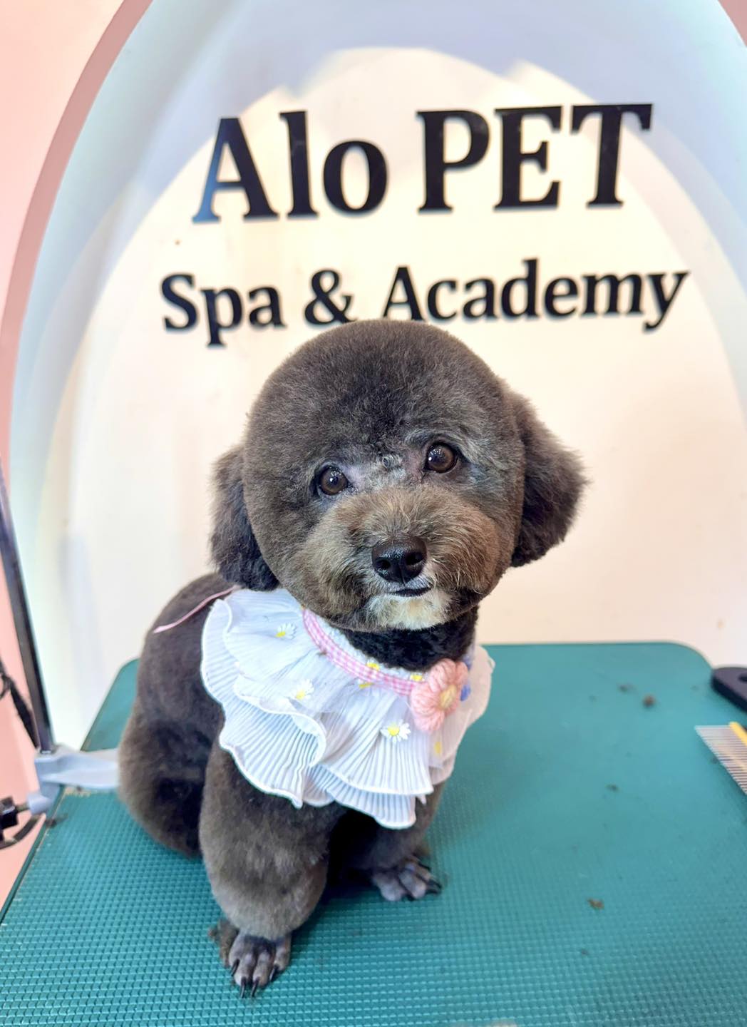 [🆕🇻🇳] Alo Pet – Mỹ Tho 🐶🦜 Top1Pets 🐱🐠 Chụp ngẫu hứng
Nhưng nội dung chất lượng !!!, shares-0✔️ , likes-4❤️️ , date-2025-08-31 03:19:39🐶🐱🇻🇳🇻🇳🇻🇳📰🆕