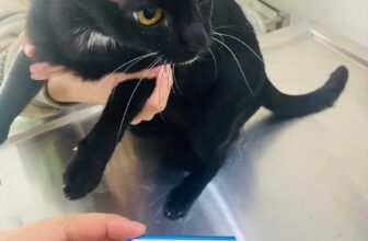 [🆕🇻🇳] Phòng khám thú y Mini Pet 🐶🦜 Top1Pets 🐱🐠 Test Giảm Bạch Cầu FPV cho mèo~~~~~~~~~~
𝗣𝗵𝗼̀𝗻𝗴 𝗞𝗵𝗮́𝗺 𝗧𝗵𝘂́ 𝗬 𝗠𝗶𝗻𝗶 𝗣𝗲𝘁 – 𝙽𝚘̛𝚒 𝚌𝚑𝚊̆𝚖 𝚜𝚘́𝚌 𝚢𝚎̂𝚞 𝚝𝚑𝚞̛𝚘̛𝚗𝚐, 𝚗𝚘̛𝚒 𝚝𝚑𝚞́ 𝚌𝚞̛𝚗𝚐 đ𝚞̛𝚘̛̣𝚌 𝚝𝚛𝚊̂𝚗 𝚝𝚛𝚘̣𝚗𝚐!
Hotline , shares-0✔️ , likes-3❤️️ , date-2025-08-29 19:23:50🐶🐱🇻🇳🇻🇳🇻🇳📰🆕