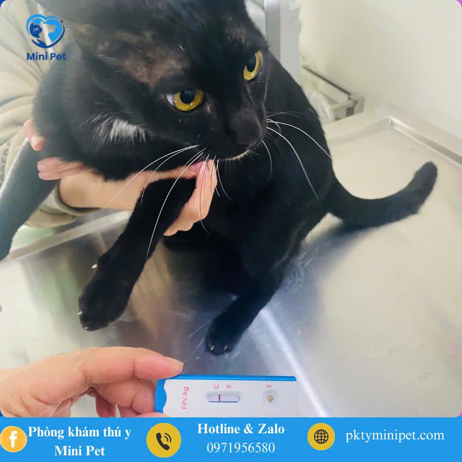 [🆕🇻🇳] Quạo pet store – pet shop and spa, grooming 🐶🦜 Top1Pets 🐱🐠  “Đi spa 1 buổi, về thơm mấy ngày”
Ảnh đẹp –  Boss thơm –  Snack freeQuạo pet store – pet grooming, spa
“Mua là có quà  – Nâng niu thú cưng như chính b , shares-0✔️ , likes-2❤️️ , date-2025-08-29 19:44:53🐶🐱🇻🇳🇻🇳🇻🇳📰🆕