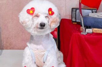 [🆕🇻🇳] Pet Store & Spa – Nhà Phô Mai – The home for pets 🐶🦜 Top1Pets 🐱🐠  Đᴏ̣̂ᴄ ʟᴀ̣̂ᴘ – Tᴜ̛̣ ᴅᴏ – Hᴀ̣ɴʜ ᴘʜᴜ́ᴄChúc mừng ngày Lễ Quốc Khánh 2/9 sắp đến gần, được sống trong thời bình như này là một điều thật sự quá may mắn và h , shares-0✔️ , likes-6❤️️ , date-2025-09-02 00:52:28🐶🐱🇻🇳🇻🇳🇻🇳📰🆕