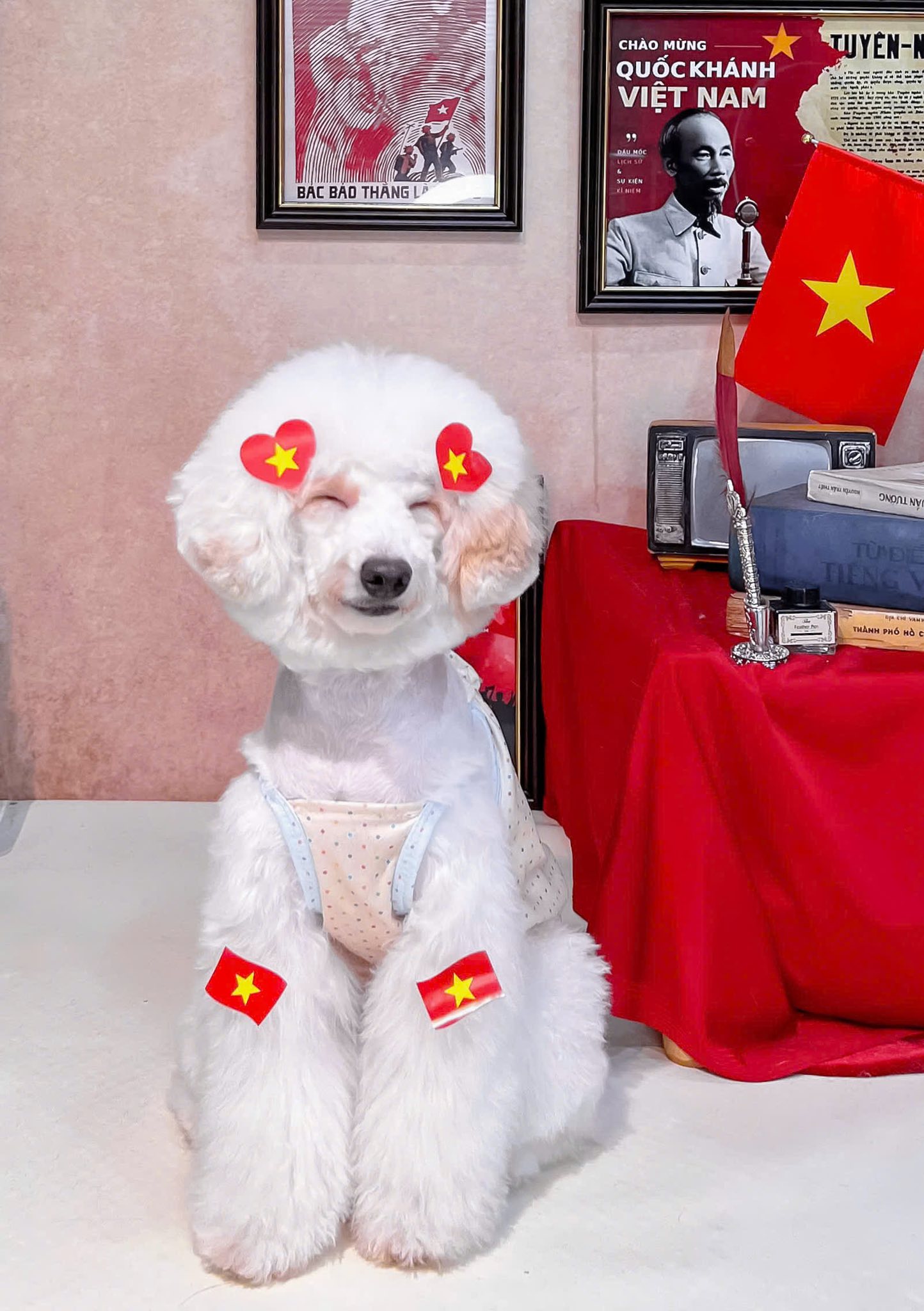 [🆕🇻🇳] Pet Store & Spa – Nhà Phô Mai – The home for pets 🐶🦜 Top1Pets 🐱🐠  Đᴏ̣̂ᴄ ʟᴀ̣̂ᴘ – Tᴜ̛̣ ᴅᴏ – Hᴀ̣ɴʜ ᴘʜᴜ́ᴄChúc mừng ngày Lễ Quốc Khánh 2/9 sắp đến gần, được sống trong thời bình như này là một điều thật sự quá may mắn và h , shares-0✔️ , likes-6❤️️ , date-2025-09-02 00:52:28🐶🐱🇻🇳🇻🇳🇻🇳📰🆕