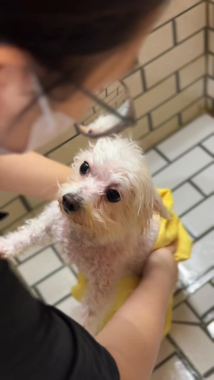 [🆕🇻🇳] Dịch vụ thú y tại nhà 24h Đà Nẵng HomePet 🐶🦜 Top1Pets 🐱🐠 Thông báo: Phòng khám sẽ hoạt động xuyên lễ, đảm bảo các dịch vụ khám, điều trị và tiêm phòng cho thú cưng vẫn diễn ra bình thường nhé sen
________________ , shares-1✔️ , likes-1❤️️ , date-2025-08-31 17:23:18🐶🐱🇻🇳🇻🇳🇻🇳📰🆕