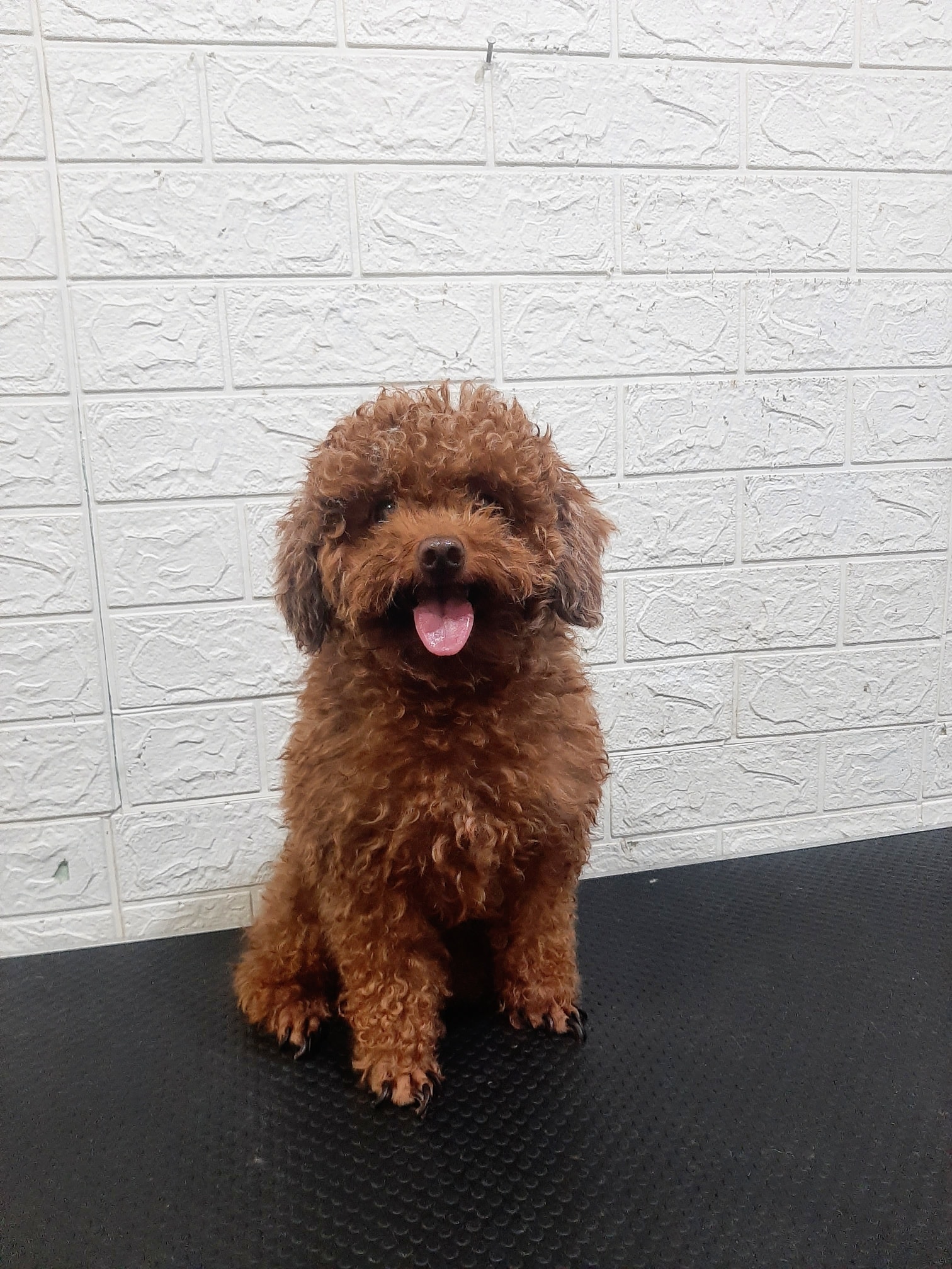 [🆕🇻🇳] TÔM PET GROOMING – Tiệm Làm Đẹp Thú Cưng Tại Huế 🐶🦜 Top1Pets 🐱🐠 Tiệm làm việc trở lại rồi ạ. Sen cần spa, tiêm phòng cho cún mèo ghé tiệm nha———————————–
• Tắm – cạo – nhuộm – cắt tỉa lông
• Ti , shares-0✔️ , likes-2❤️️ , date-2025-09-03 18:28:18🐶🐱🇻🇳🇻🇳🇻🇳📰🆕