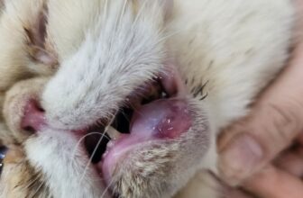 [🆕🇻🇳] Bệnh Viện Thú Y Petshare 366 Khương Đình 🐶🦜 Top1Pets 🐱🐠 Mặt cân là tự tin vênh váo ngay
, shares-0✔️ , likes-7❤️️ , date-2025-09-01 22:26:10🐶🐱🇻🇳🇻🇳🇻🇳📰🆕