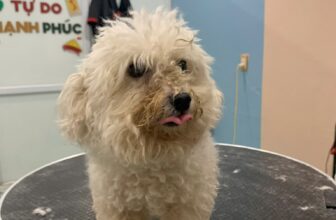 [🆕🇻🇳] Love Pet – Cửa Hàng Chăm Sóc Thú Cưng Hải Phòng 🐶🦜 Top1Pets 🐱🐠 Một chiếc spa nhẹ thôi mà đẹp quên lối về
Love Pet vẫn hoạt động xuyên lễ 2/9 phục vụ các Boss nhé ạ !
Ba mẹ cứ việc lên lịch còn việc đưa đón cứ để shop  , shares-1✔️ , likes-3❤️️ , date-2025-08-30 05:16:10🐶🐱🇻🇳🇻🇳🇻🇳📰🆕