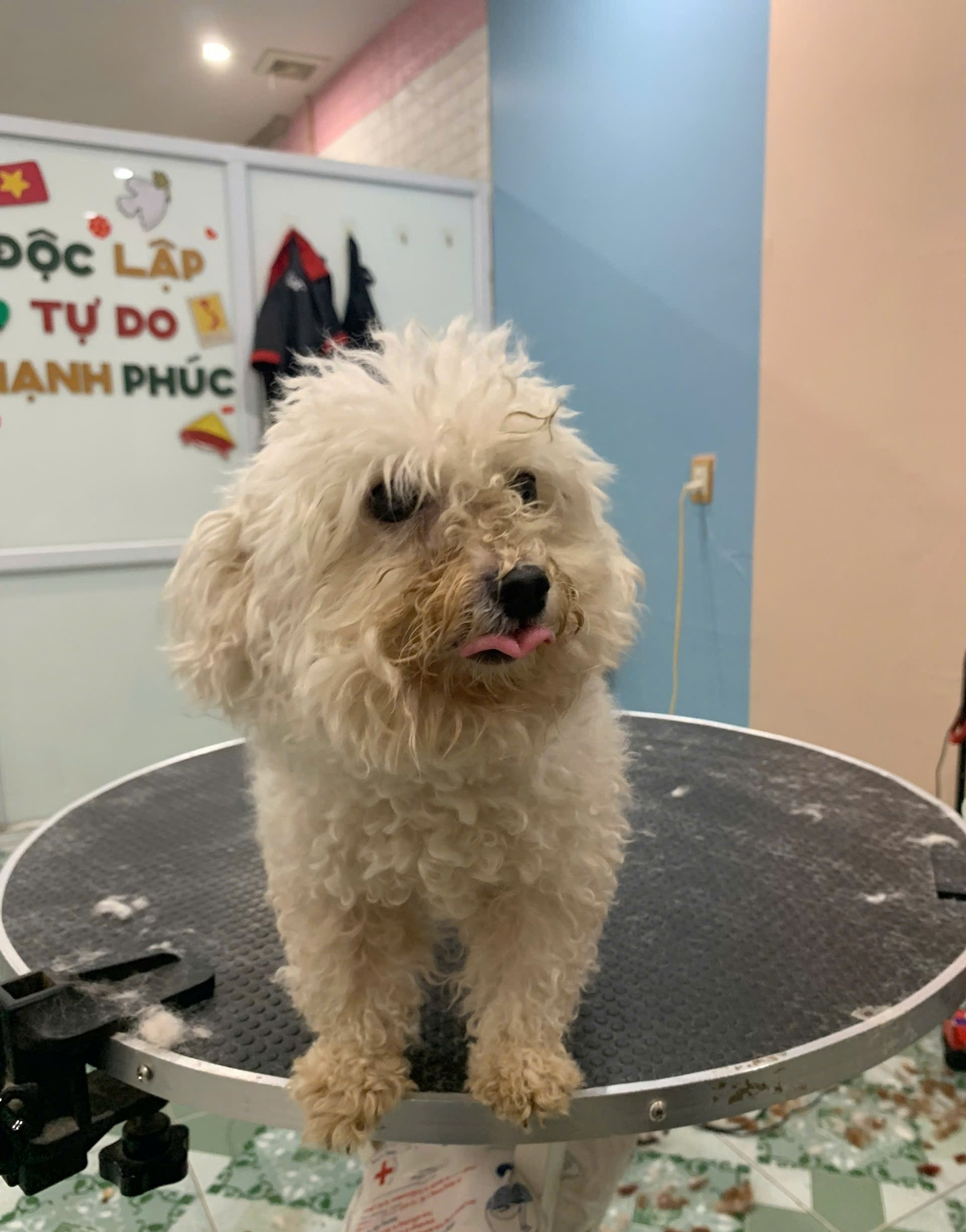 [🆕🇻🇳] Love Pet – Cửa Hàng Chăm Sóc Thú Cưng Hải Phòng 🐶🦜 Top1Pets 🐱🐠 Một chiếc spa nhẹ thôi mà đẹp quên lối về
Love Pet vẫn hoạt động xuyên lễ 2/9 phục vụ các Boss nhé ạ !
Ba mẹ cứ việc lên lịch còn việc đưa đón cứ để shop  , shares-1✔️ , likes-3❤️️ , date-2025-08-30 05:16:10🐶🐱🇻🇳🇻🇳🇻🇳📰🆕