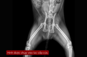 [🆕🇻🇳] TrustVet Animal Hospital – Bệnh Viện Thú Y 🐶🦜 Top1Pets 🐱🐠  Cấp cứu thành công: Bé mèo bị ngã cao và khí màng phổiTrustVet vừa tiếp nhận một ca cấp cứu nguy kịch: bé mèo bị rơi từ tầng cao xuống. Khi nhập viện, b , shares-1✔️ , likes-23❤️️ , date-2025-08-31 03:02:02🐶🐱🇻🇳🇻🇳🇻🇳📰🆕