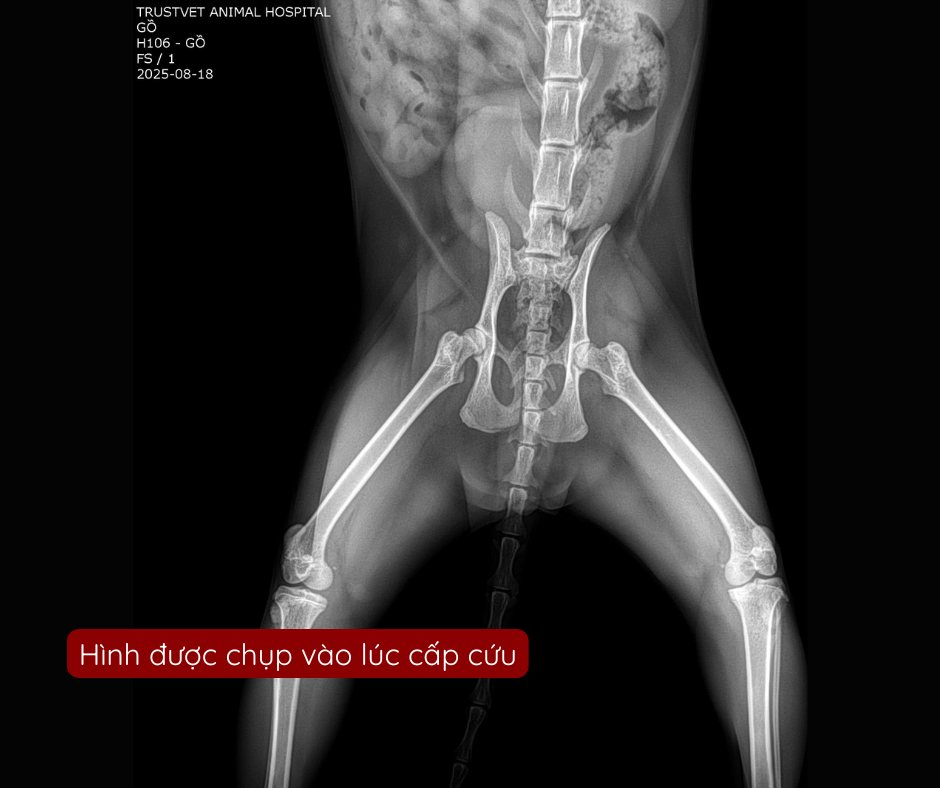 [🆕🇻🇳] TrustVet Animal Hospital – Bệnh Viện Thú Y 🐶🦜 Top1Pets 🐱🐠  Cấp cứu thành công: Bé mèo bị ngã cao và khí màng phổiTrustVet vừa tiếp nhận một ca cấp cứu nguy kịch: bé mèo bị rơi từ tầng cao xuống. Khi nhập viện, b , shares-1✔️ , likes-23❤️️ , date-2025-08-31 03:02:02🐶🐱🇻🇳🇻🇳🇻🇳📰🆕