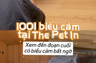 [🆕🇻🇳] The Pet In – Spa, Grooming, Hotel thú cưng 🐶🦜 Top1Pets 🐱🐠  , shares-0✔️ , likes-0❤️️ , date-🐶🐱🇻🇳🇻🇳🇻🇳📰🆕