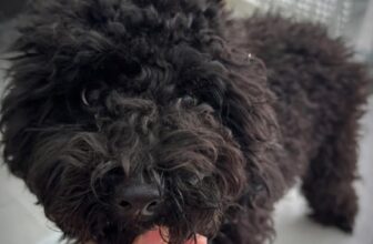 [🆕🇻🇳] MORRI Pet Care- Trung tâm thú cưng 🐶🦜 Top1Pets 🐱🐠  , shares-0✔️ , likes-0❤️️ , date-🐶🐱🇻🇳🇻🇳🇻🇳📰🆕