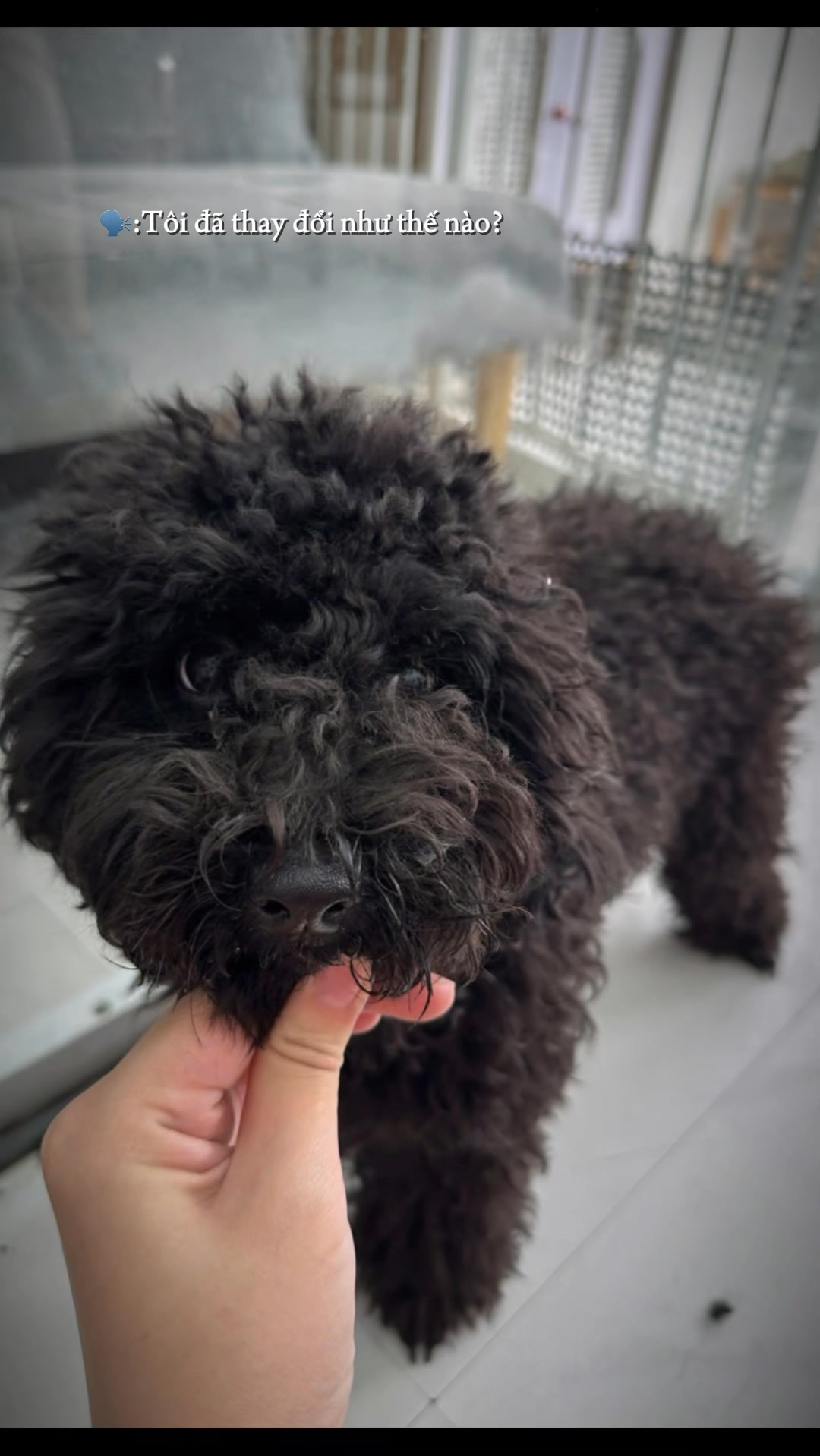 [🆕🇻🇳] MORRI Pet Care- Trung tâm thú cưng 🐶🦜 Top1Pets 🐱🐠  , shares-0✔️ , likes-0❤️️ , date-🐶🐱🇻🇳🇻🇳🇻🇳📰🆕