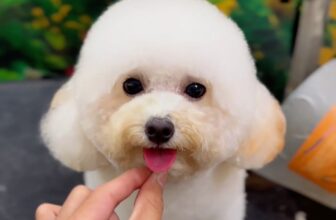 [🆕🇻🇳] Chóp petshop – Siêu Thị Thú Cưng BMT 🐶🦜 Top1Pets 🐱🐠  , shares-0✔️ , likes-0❤️️ , date-🐶🐱🇻🇳🇻🇳🇻🇳📰🆕