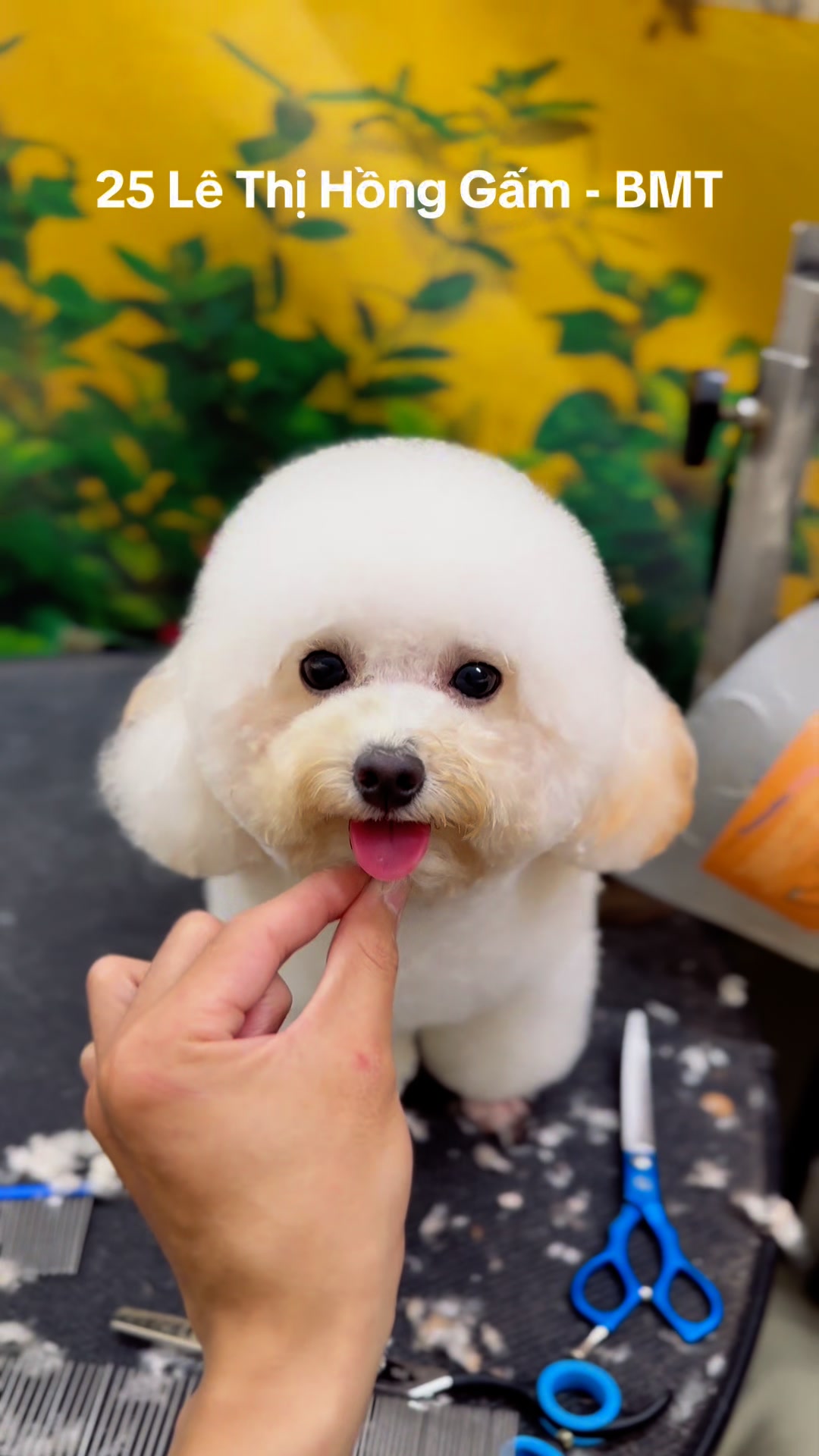 [🆕🇻🇳] Chóp petshop – Siêu Thị Thú Cưng BMT 🐶🦜 Top1Pets 🐱🐠  , shares-0✔️ , likes-0❤️️ , date-🐶🐱🇻🇳🇻🇳🇻🇳📰🆕