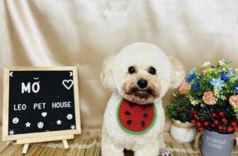 [🆕🇻🇳] LEO PET HOUSE – Grooming & Spa 🐶🦜 Top1Pets 🐱🐠 Ai kêu Mỡ đó, Mỡ ngheeee nha
, shares-0✔️ , likes-4❤️️ , date-2025-09-01 00:43:42🐶🐱🇻🇳🇻🇳🇻🇳📰🆕