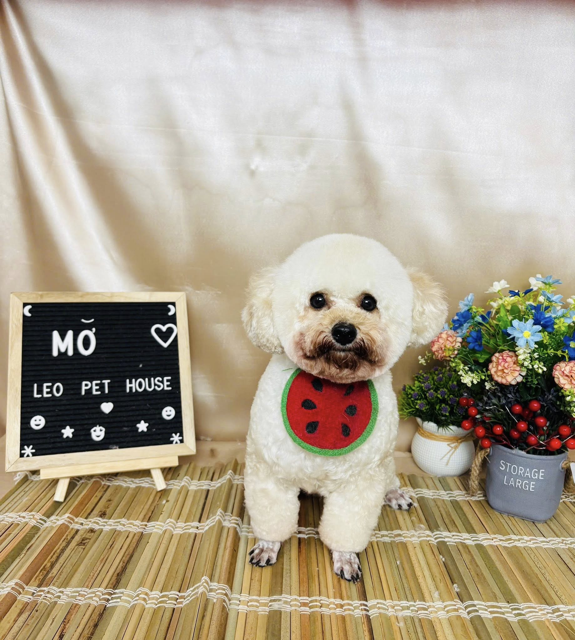 [🆕🇻🇳] LEO PET HOUSE – Grooming & Spa 🐶🦜 Top1Pets 🐱🐠 Ai kêu Mỡ đó, Mỡ ngheeee nha
, shares-0✔️ , likes-4❤️️ , date-2025-09-01 00:43:42🐶🐱🇻🇳🇻🇳🇻🇳📰🆕