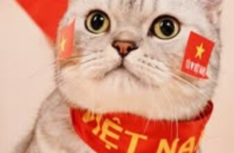 [🆕🇻🇳] Kin Neko PetShop – Cửa Hàng Thú Cưng 🐶🦜 Top1Pets 🐱🐠  , shares-0✔️ , likes-4❤️️ , date-2025-09-02 15:01:28🐶🐱🇻🇳🇻🇳🇻🇳📰🆕