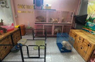 [🆕🇻🇳] Chocohome – Tiệm làm đẹp thú cưng 🐶🦜 Top1Pets 🐱🐠  , shares-0✔️ , likes-2❤️️ , date-2025-09-02 16:37:16🐶🐱🇻🇳🇻🇳🇻🇳📰🆕