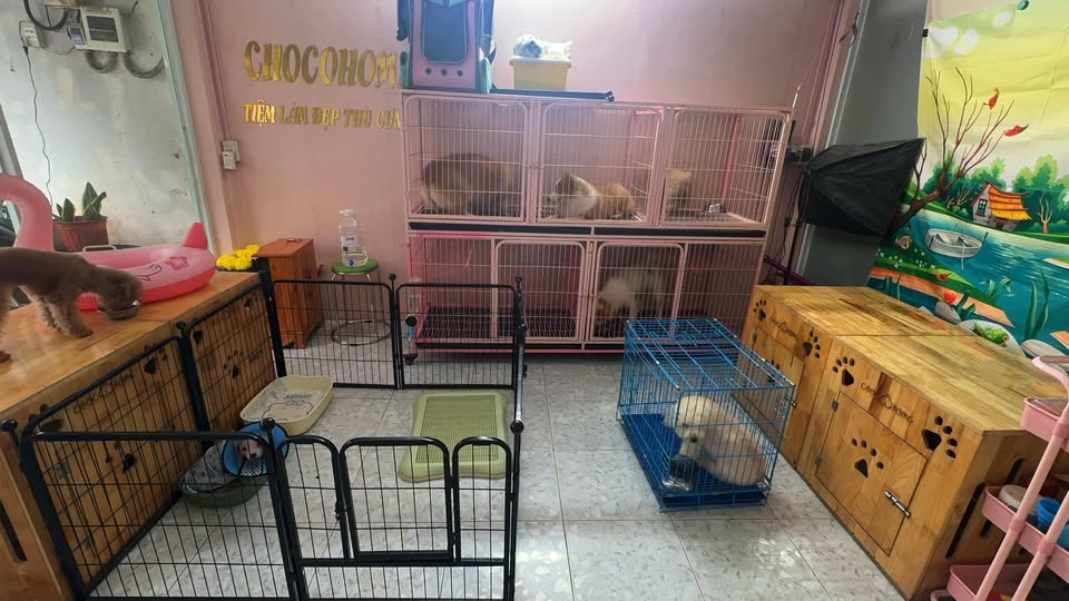[🆕🇻🇳] Chocohome – Tiệm làm đẹp thú cưng 🐶🦜 Top1Pets 🐱🐠  , shares-0✔️ , likes-2❤️️ , date-2025-09-02 16:37:16🐶🐱🇻🇳🇻🇳🇻🇳📰🆕